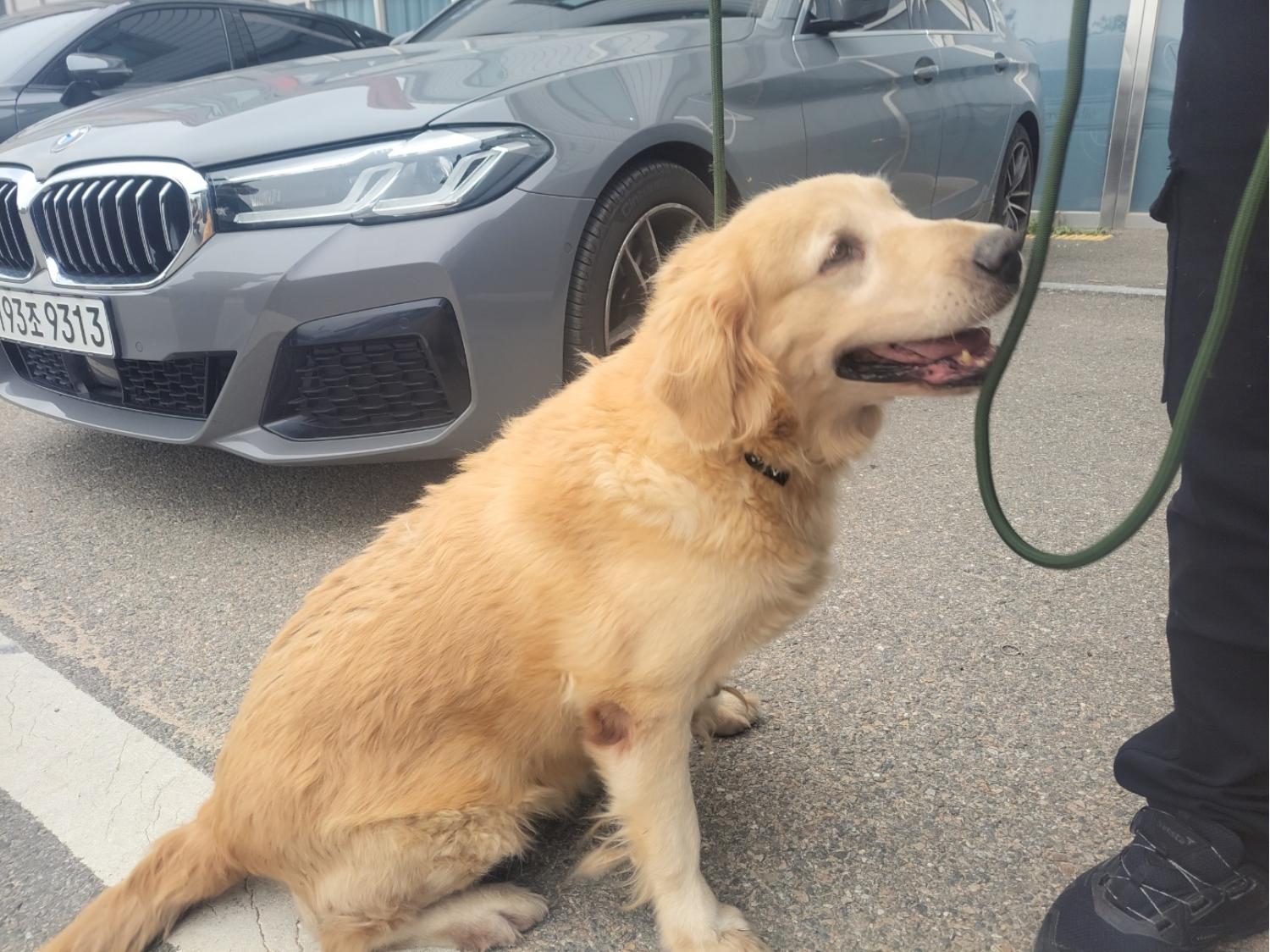 고양시동물보호센터_441394202402033